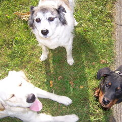 alle ondeugt bij elkaar Micky 14, Luca 2, Noa 6 mnd