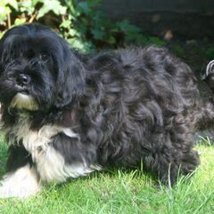 JAMES IS HIER 5 MAANDEN - HET IS ZOMAAR GEEN HOND MAAR EEN…