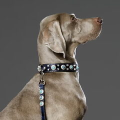 Deze kanjer Weimaraner was het ideale statige model voor de…