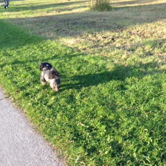 Daisy loopt trots voor mij
