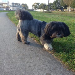 Dit is Daisy