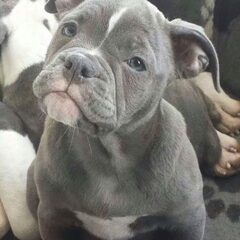 Jonge sky toen ze pup was..nu alweer 2.5 jaar