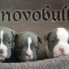Pups van onze sky
