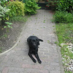 Luka is graag in de tuin aan het observeren
