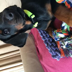 Dunya onze dobermann, is vandaag 8 weken oud