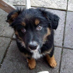 Lieve kleine nieuwsgierige sam