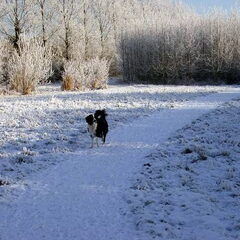 mijn mooie lieve joep in de sneeuw