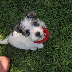 Dit is Tommi, mijn hondje. Ze is een Jack Russell x…
