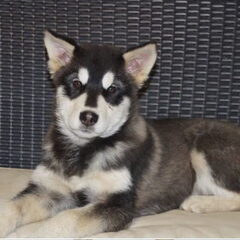 Mijn eerste eigen pup , een Alaskan Malamute. Zo blij met…