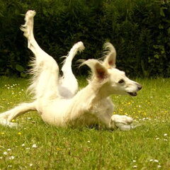 gek momentje van saluki meisje zhaora