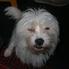 dit is lola mijn ratje