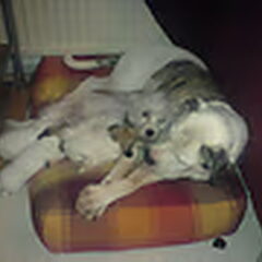 sharky mijn oudje liefste met pup van lola