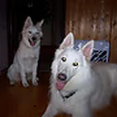 fee met haar opa tiko (witte herder)