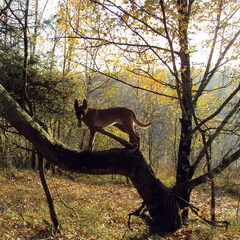 Kee in the tree