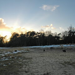 Kalmthoutse Heide 14.01.2017