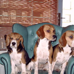 Sophie,Flor,Lotte