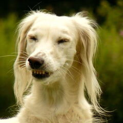 Say cheese