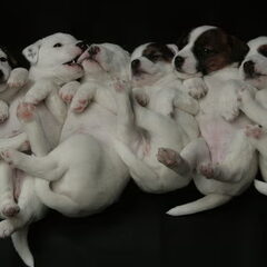 foto van 6 puppies 4 weken oud. Aan het eind van de…