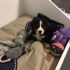 Onze lieve Manny!