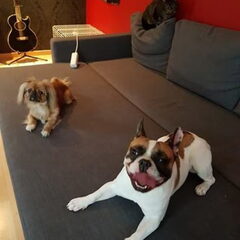 onze 3 vriendjes op de zetel. Rakker , Caramel & Sky