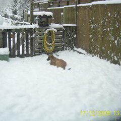 Safira met trixie in de sneeuw