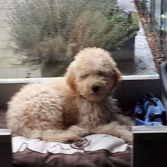 Hallo, ik ben Fien. Een medium labradoodle van bijna 5…