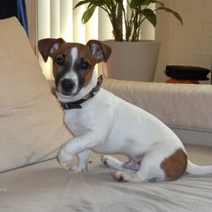 Onze Boeffie Buster