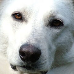 Lumi is mijn Witte Herder van net 6. Ze had eigenlijk…