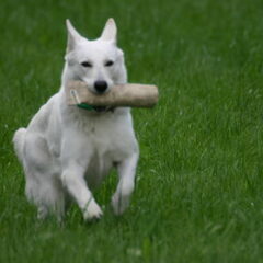 Lumi op jachttraining. Ze is een hond die altijd aan het…