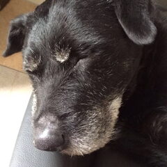 Daisy dertien jaar slapen is der hobby en eten nog meer…