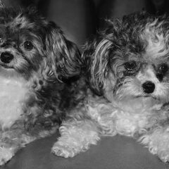 Mitzi en Indy