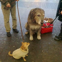 Spikey kijkt op naar die reuzegrote hond. Hij vraagt zich…