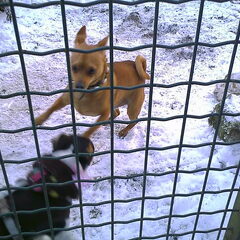 Spikey in de puppy-ren op de honden-school...