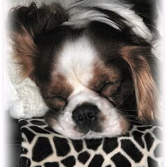 Dit is mijn cavaliertje Diesel. Hij is momenteel 3,5 jaar…