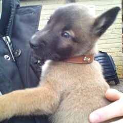 Hallo, Ik heb deze pup sinds een week in huis,we hebben ook…