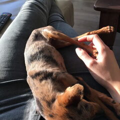 Gracie