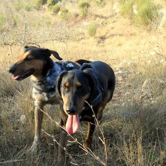 Mijn hond Ako (de zwarte, type beauceron) en zijn…