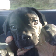 Even een puppie halen, nou was me een ritje hoor…