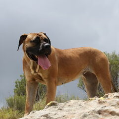 Aïla, boerboel teef, 16 mdn oud