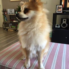 Charlie op onze bank. Prachtig ventje is het ook!