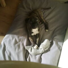 Baco,is een kruising Boxer/Bordeaux Dog. Vader 100% Boxer…