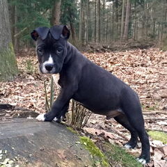 Broer van Spike