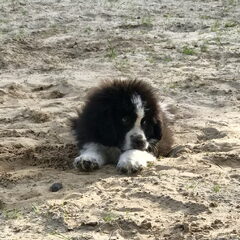 Onze Tom