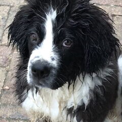 Droppie