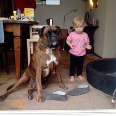 Dit is Milo, onze boxerreu (+ okt.2019) met onze…