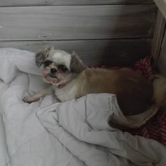 Onze Shih Tzu teef Chanel van 4 jaar.