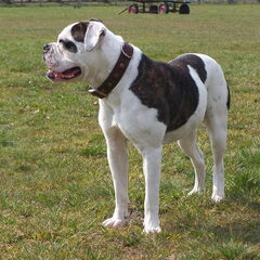 mijn maat.... door dik en dun American Bulldog Bullforce…