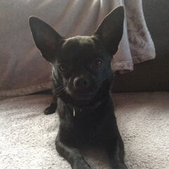 Onze stoere waakhond kuro! Een bulldog in het lichaam van…