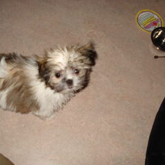 Dit is onze Pien, 15 weken oud 1,5 kg en super lief...