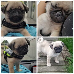 Pup 11 weken